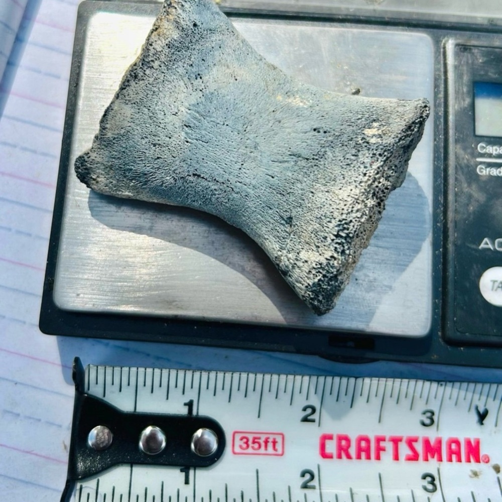 PRE-HISTORIC & REAL DINOSAUR KNUCKLE BONE, JURASSIC ERA, PTERODACTYL / CROC. A+! - Picture 2 of 4